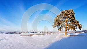 Winter landscape with snow-covered pine tree on the shore of the frozen river, Russia, Ural