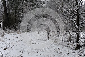 Winter landscape with snow-covered pine trees in the forest on a foggy day