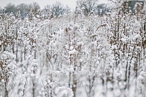 Winter landscape with snow covered plants and trees. Small depth of field for enhancing effect. Winter scene . Frozen flowers