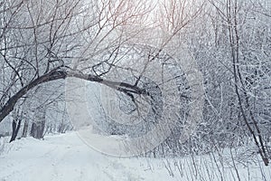 Winter landscape, Snow-covered road in forest