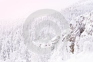 Winter landscape with snow covered rock cliff on slope. Coniferous forest after snowstorm