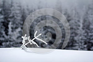 Winter landscape with snow covered small pine tree