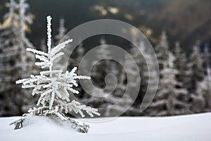 Winter landscape with snow covered small pine tree