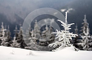 Winter landscape with snow covered small pine tree