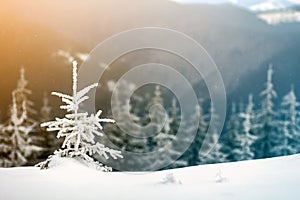 Winter landscape with snow covered small pine tree