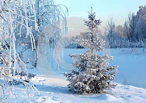 Winter landscape with snow-covered spruce