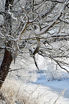 Winter landscape. Snow covered tree branches and plants. Small frozen river in the middle.