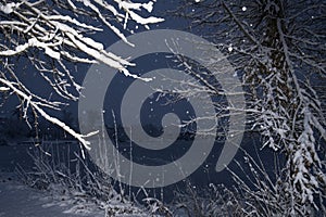 Winter landscape with snow-covered tree branches on the river bank during a snowfall. Beautiful winter landscape. in the