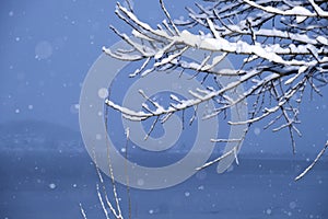 Winter landscape with snow-covered tree branches on the river bank during a snowfall. Beautiful winter landscape. in the