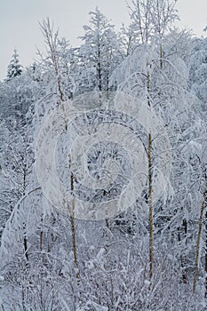 The winter landscape. The snow-covered tree brunch.