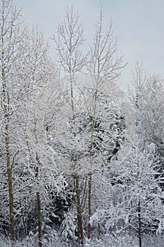 The winter landscape. The snow-covered tree brunch.