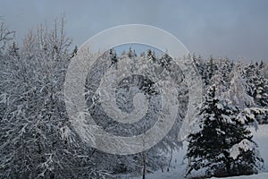 The winter landscape. The snow-covered tree brunch.