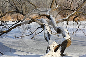 Winter landscape with a snow covered tree leaning over a frozen river