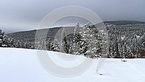 Winter landscape, snow-covered trees