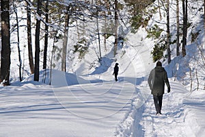 Winter landscape with snow-covered trees,