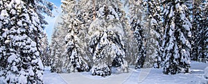 Winter landscape with snow-covered trees.