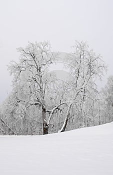 Winter landscape with snow-covered trees .