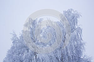 Winter Landscape with Snow Covered Trees