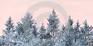 Winter landscape with snow covered trees at the Dutch Veluwezoom