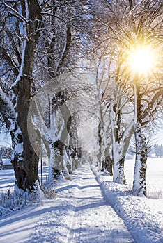 Winter landscape with snow covered trees and footpath