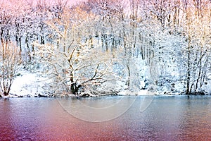 Winter landscape with snow covered trees and forest lake.