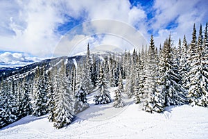 Winter Landscape of snow covered trees in the High Alpine