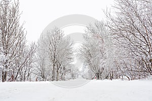 Winter landscape with snow-covered trees on the mountain road. Sudetes covered with white snow