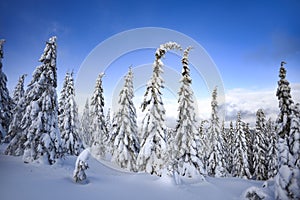 Winter landscape, snow-covered trees in the mountains. Karkonosze, Poland