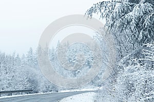 Winter landscape with snow-covered trees and road