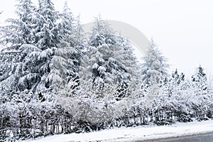 Winter landscape with snow-covered trees and road