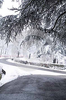 Winter landscape with snow-covered trees and road