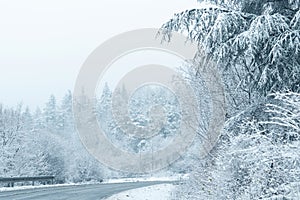 Winter landscape with snow-covered trees and road