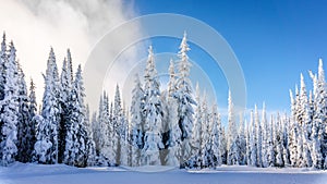 Winter Landscape with Snow Covered Trees on the Ski Hills near the village of Sun Peaks