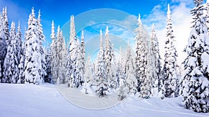 Winter Landscape with Snow Covered Trees on the Ski Hills near the village of Sun Peaks