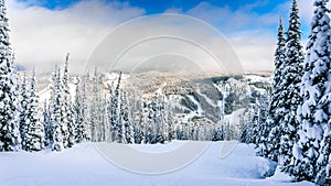 Winter Landscape with Snow Covered Trees on the Ski Hills near the village of Sun Peaks