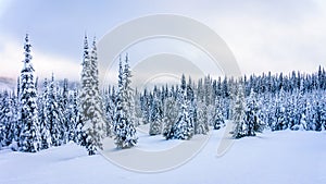 Winter Landscape with Snow Covered Trees on the Ski Hills near the village of Sun Peaks