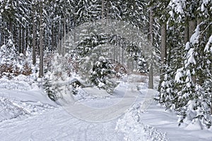 Winter landscape with snow covered trees. Winter nature magic landscape. Forest in snow. Winter road in forest. Nature winter back