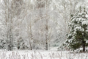 Winter landscape. A snow-covered young pine tree