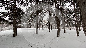 Winter landscape. Snow covers fir trees in the park