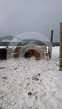 Winter landscape in snow fallen forest view tower in czech republic hradistsky vrch