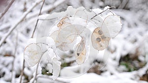Winter landscape with snow falling on beautiful lunaria seedpods