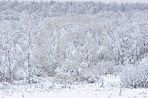 Winter landscape. Snow is falling in the forest. Snow covered trees