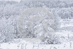 Winter landscape. Snow is falling in the forest. Snow covered trees