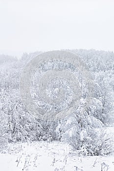 Winter landscape. Snow is falling in the forest. Snow covered trees. Vertical crop