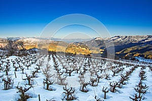 Winter landscape with snow, with a field of grapevines and clear blue sky, Trikala Korinthias. photo