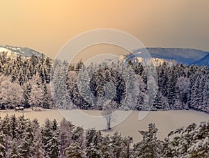 Winter landscape of a snow field with trees, forest and a view towards mountains on the horizon under golden light