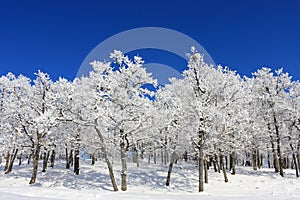 Winter landscape - Snow Forest on Clear Blue Sky