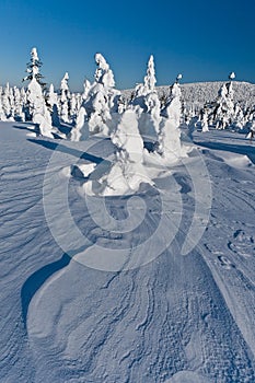 Winter landscape of snow ghosts - Harghita madaras