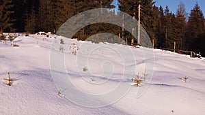 Winter Landscape with snow in pine tree forest. Christmas time