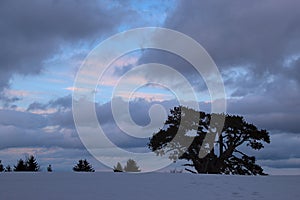 Winter landscape with snow and silhouettes of the pinetrees